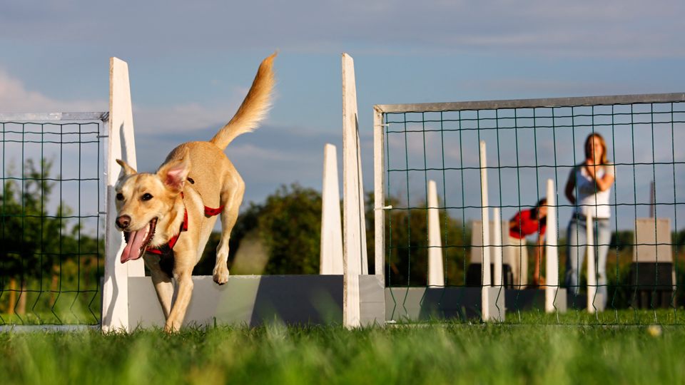 agility