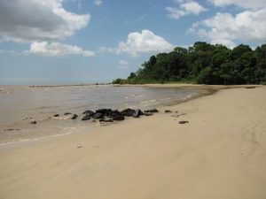 Colares-machadinho