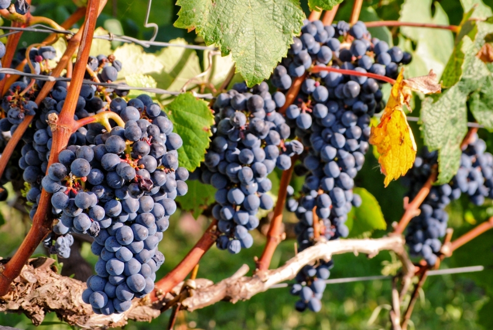 Carmelo Uvas