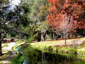 O Horto Florestal ocupa 40% da área do município (Divulgação/Prefeitura de Campos do Jordão)