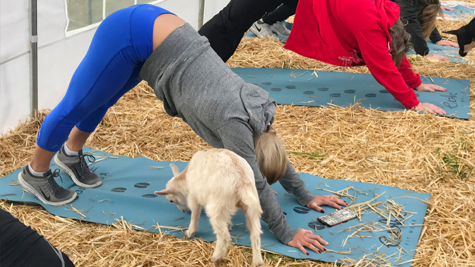 Goat Yoga une as posições da modalidade com a serenidade e alegria dos cabritos