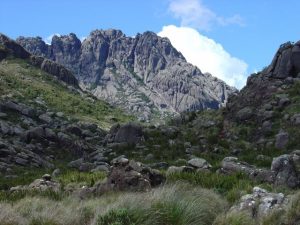 Agulhas negras